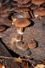 Psathyrella echinata