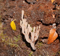 Artomyces austropiperatus