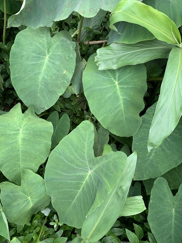Colocasia esculenta