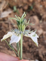 Nigella arvensis image