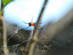 Cyrtophora moluccensis