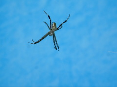 Cyrtophora moluccensis