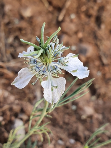 Nigella image