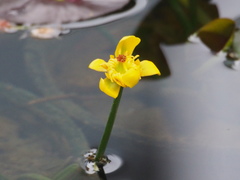 Nuphar japonica
