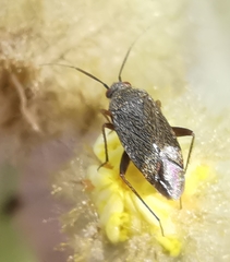 Lepidargyrus ancorifer