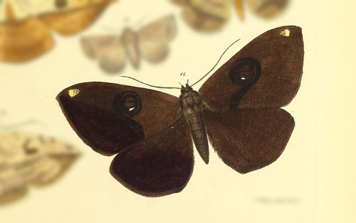 Erebus orcina
