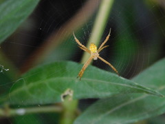 Argiope