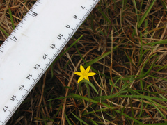 Hypoxis pratensis