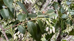 Vaccinium randaiense