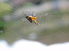Leucauge fastigata