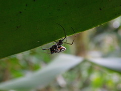 Leucauge fastigata