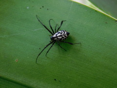 Leucauge fastigata