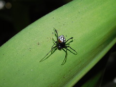 Leucauge fastigata