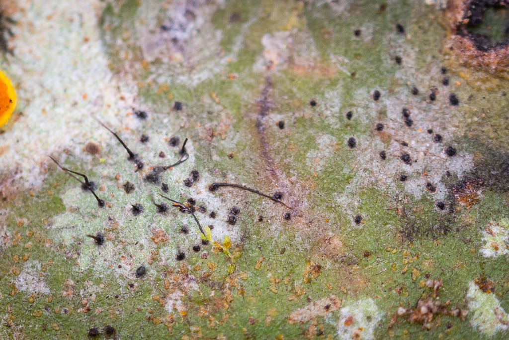 Tricharia