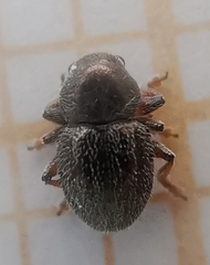 Colaspidea globosa