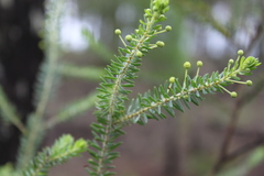 Acacia conferta