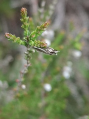 Pleurota bicostella