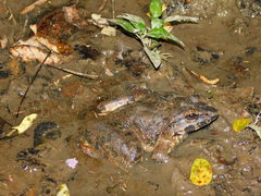 Limnonectes macrodon