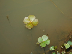 Marsilea crenata