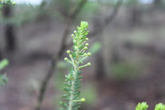 Acacia conferta