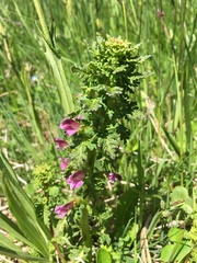 Pedicularis sylvatica sylvatica