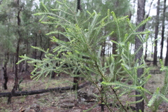 Acacia conferta
