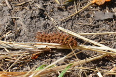 Argynnis adippe