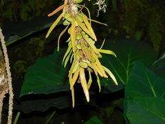 Pyrrosia piloselloides