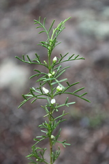 Cyanothamnus occidentalis