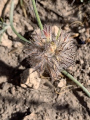 Convolvulus lanuginosus