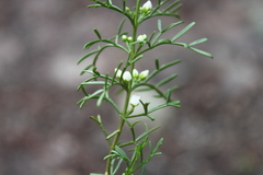 Cyanothamnus occidentalis