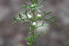 Cyanothamnus occidentalis