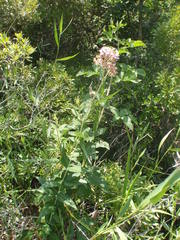 Asclepias rubra