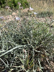Convolvulus lanuginosus