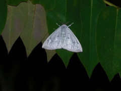 Arctornis marginalis