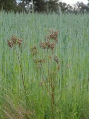 Sonchus palustris