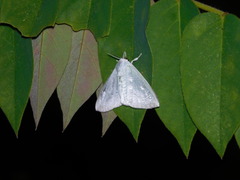 Arctornis marginalis