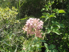 Asclepias rubra