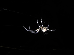 Cyrtophora moluccensis