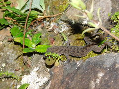 Cyrtodactylus