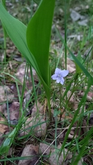 Viola nemoralis
