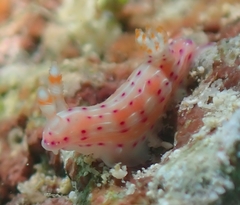 Hypselodoris maculosa