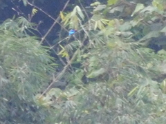 Halcyon cyanoventris