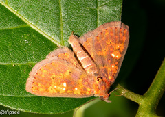 Sarobides inconclusa