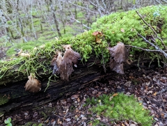 Pleurotus purpureo-olivaceus