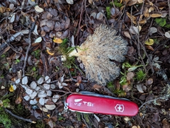 Pleurotus purpureo-olivaceus