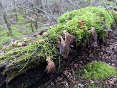 Pleurotus purpureo-olivaceus