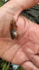 Hyla intermedia perrini