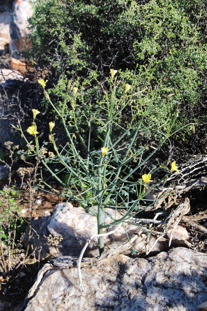 Oxalis knuthiana BULBS