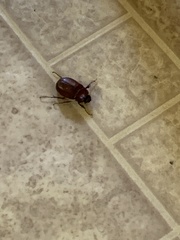 Phyllophaga crassissima